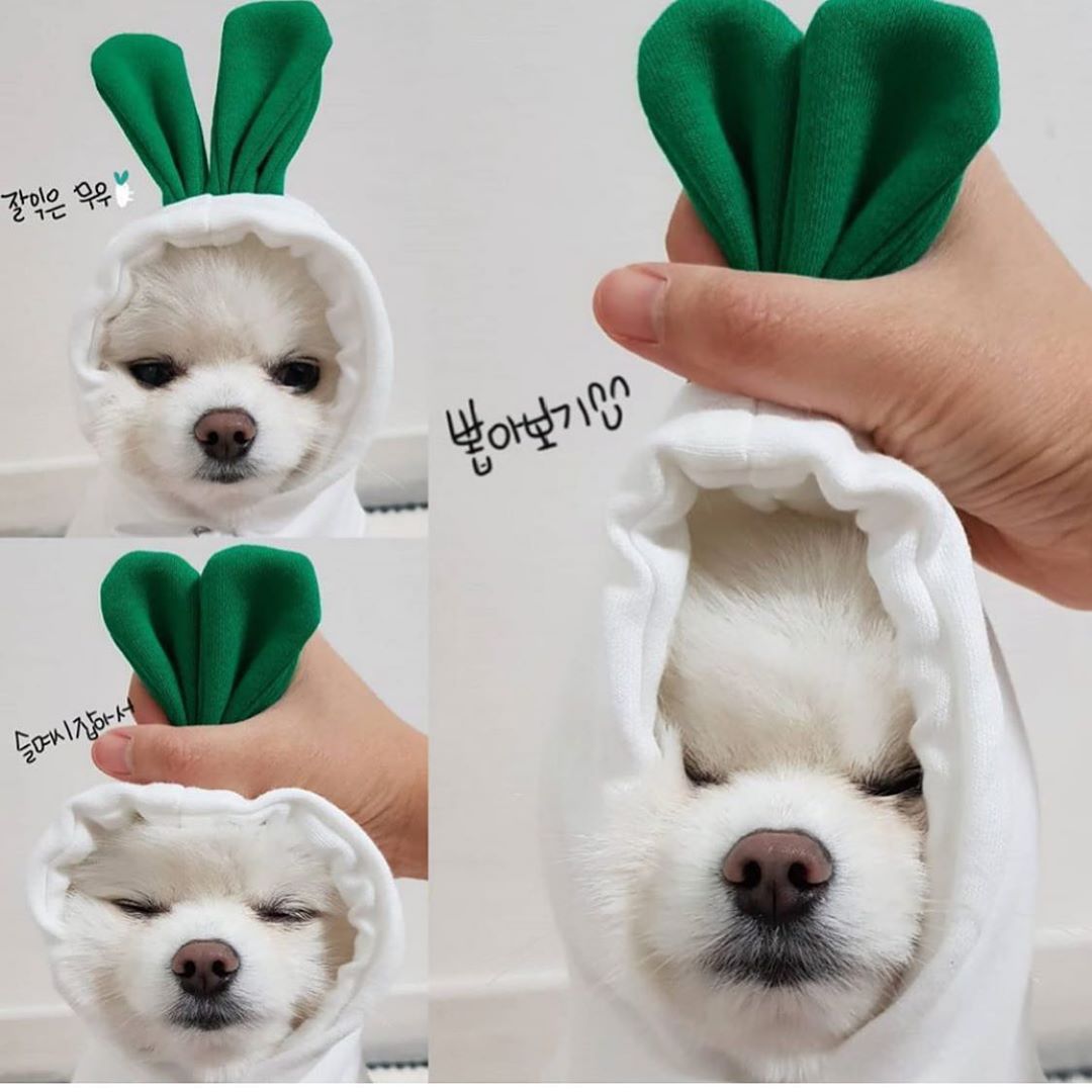 Cute Fruit Dog Clothes For Small Dogs Hoodies Winter Warm Fleece Clothing