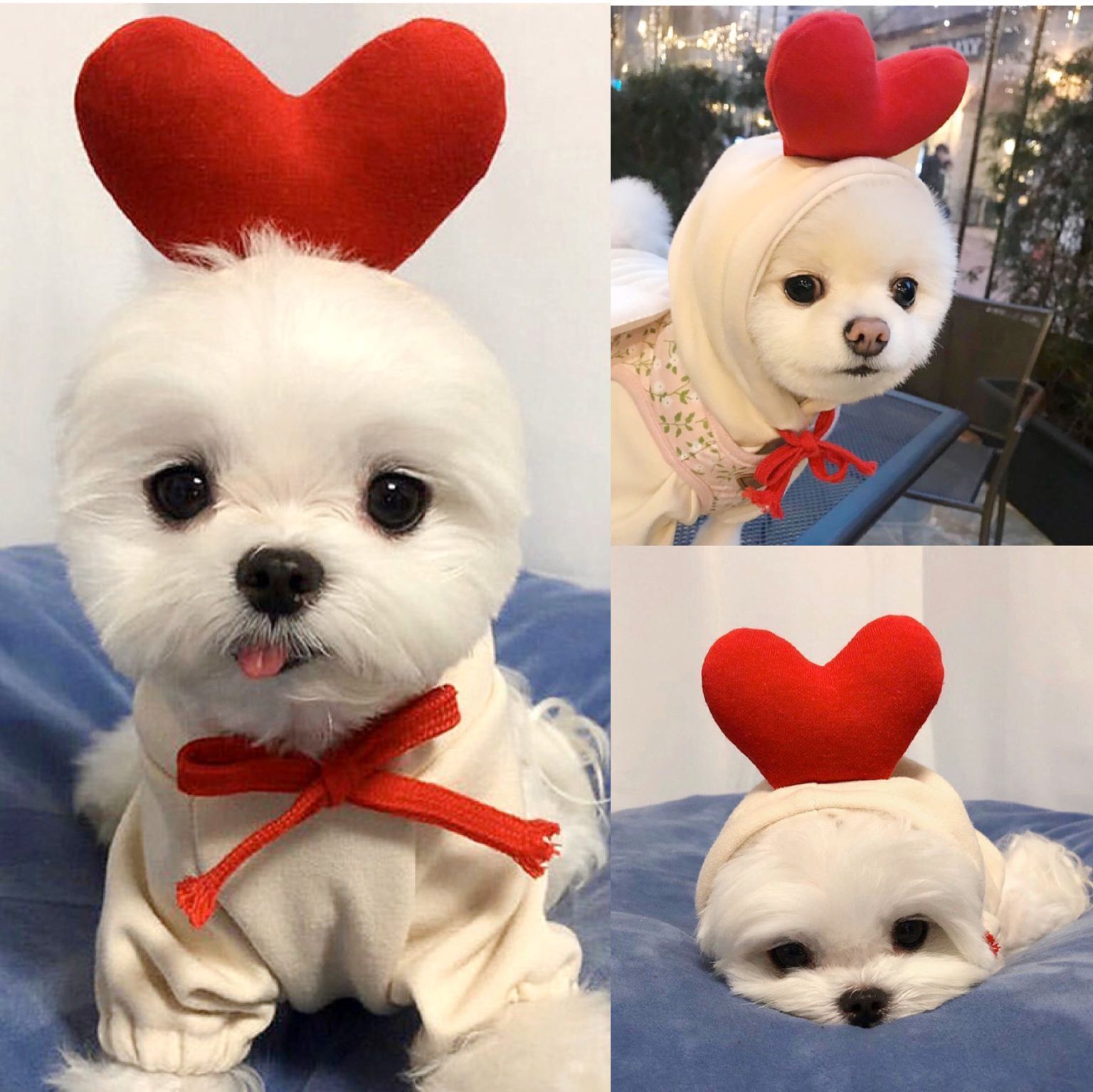 Cute Fruit Dog Clothes For Small Dogs Hoodies Winter Warm Fleece Clothing