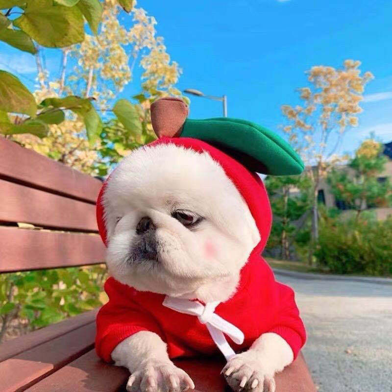 Cute Fruit Dog Clothes For Small Dogs Hoodies Winter Warm Fleece Clothing