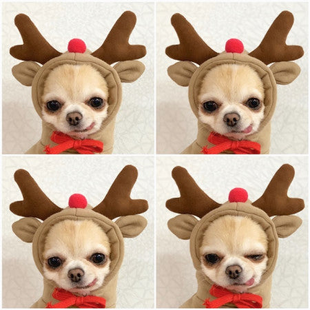 Cute Fruit Dog Clothes For Small Dogs Hoodies Winter Warm Fleece Clothing