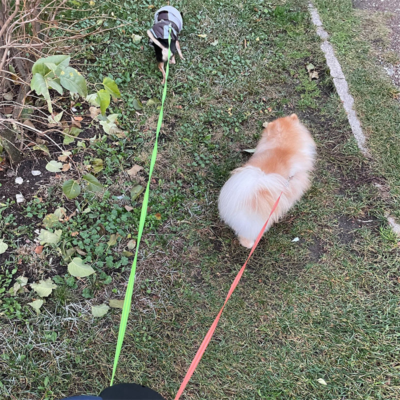 Dual Small Dogs Retractable Leash